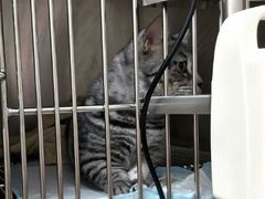 -芭比堂动物医院·犬猫全科·异宠专科(雁塔分院)