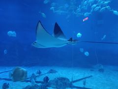 -烟台海昌鲸鲨海洋公园