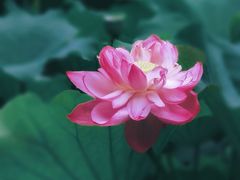 -陈家山荷花公园