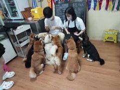 -柴犬高等学院·狗咖·柴犬售卖·宠物训练