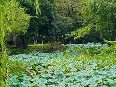 -西溪国家湿地公园