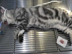 -米苏动物医院·犬猫专科·骨科外科内窥镜