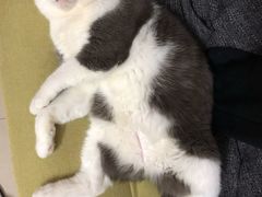 -屋虎猫馆(宝安大仟里店)