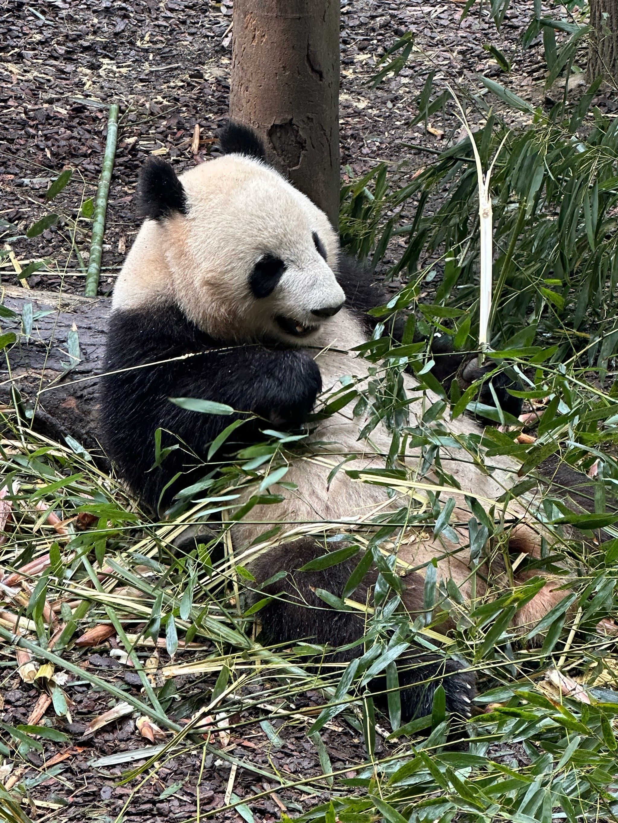 99成都熊猫谷|听劝吧!别去大熊猫基地排队了