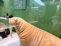 -国家自然博物馆