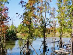 -上海长兴岛郊野公园