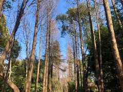 -上海滨江森林公园