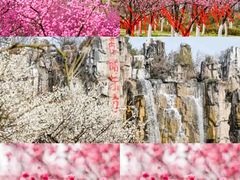 -成都大熊猫繁育研究基地