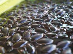 -南沙十九涌渔人码头-南门