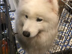 -more than meow吴止猫主题餐厅(承德 中船汇店)