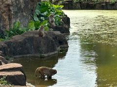 -海南热带野生动植物园