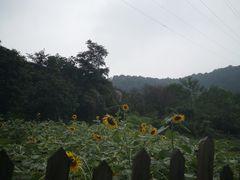 景点-南山植物园
