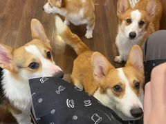 -柯斗斗主题餐厅·狗咖·围炉煮茶·茶饮(国瑞升平里店)