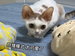 -山宅一喵德文卷毛猫舍