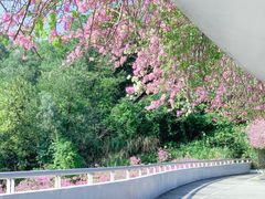 -深圳仙湖植物园