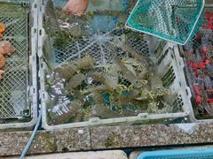 -霞涌市场海鲜摆卖区