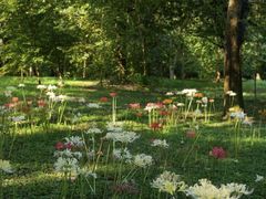 -杭州植物园