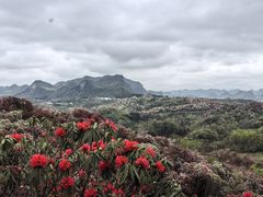 -贵州百里杜鹃风景名胜区