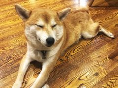 -柴务处·柴犬主题狗咖