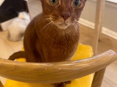 -Let's go狗咖·猫咖·奶狗·桌游(春熙路IFS店)