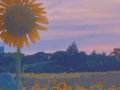 -贡湖湾湿地公园