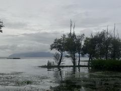-洱海月湿地公园