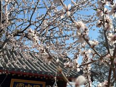 -桃花堤公园