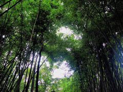 -峨眉山报国寺