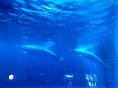 -海合安成都极地海洋公园