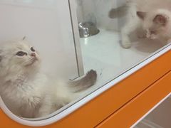 -三花喵·撸猫购宠·宠物生活馆(虹桥南丰城店)