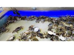 -九寸花汀(摩天活力城店)
