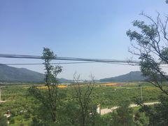 -鲜芋仙Meet Fresh(五道口店)