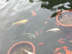 -金鸡山公园