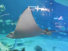 -烟台海昌鲸鲨海洋公园