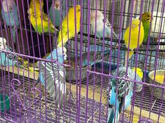 -溪岸路花鸟市场