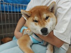 -美联众合动物医院·24h京西诊疗中心