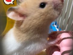 -龟与熊猫宠物公园(南坪店)