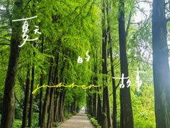 -上海滨江森林公园