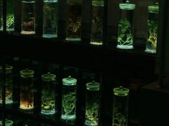 -广东中医药博物馆