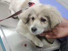 -仁华宠物医院(青羊店)