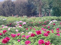-莲花池公园