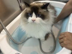 -PETKIT小佩宠物·低压洗护(国顺东路店)