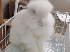 -怪兽屋·羊驼·猫咖·狗咖(俊华广场店)