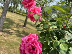 -狼山风景名胜区