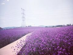 -紫颐香薰山谷景区