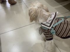 -米苏动物医院·犬猫专科·骨科外科内窥镜