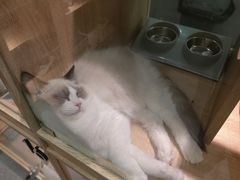 -BABIT巴比特宠物(MOMOPARK店)