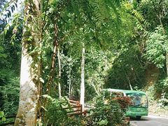 -西双版纳原始森林公园