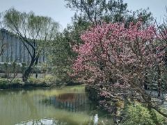 -上海醉白池公园