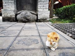 -洛阳白马寺